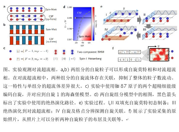 中国科大首次观测到超冷原子气体中的对流超流相