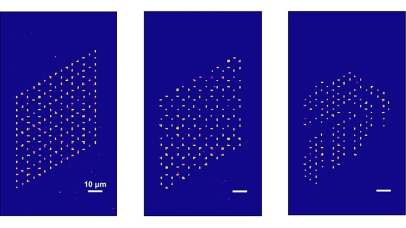 新加坡国立大学科学家利用多光镊技术实现最先进的无缺陷原子阵列