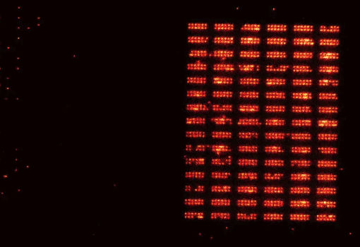 科学家成功实现将有1200个原子的量子寄存器持续运行一小时